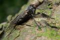 1949-dip-empididae-rhamphomyia-crassirostris-female-hemmerich-180506_t1.jpg