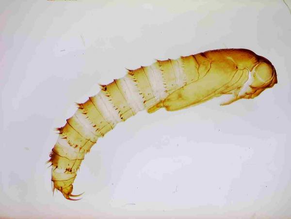 cnigrapupalexuvium.jpg