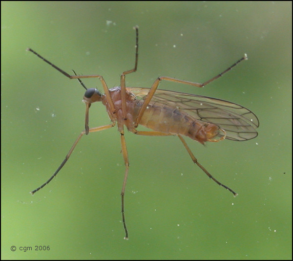 empis_aemula_20060526_sweden.jpg