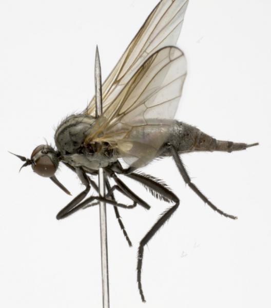 empis_bicuspidata_f_jf09-0811.jpg