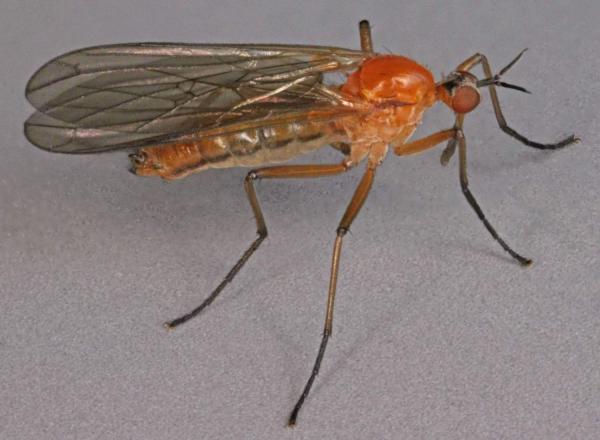 empis_concolor.jpg