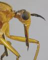 empis_digramma_t1.jpg