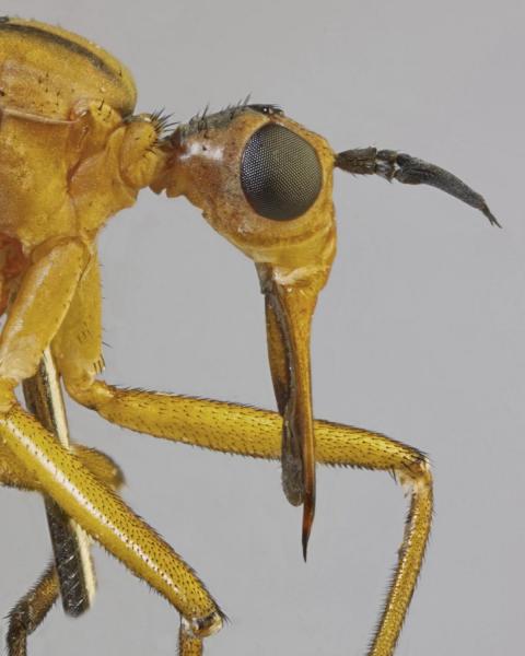 empis_digramma.jpg