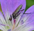 empis_pennipes2_t1.jpg