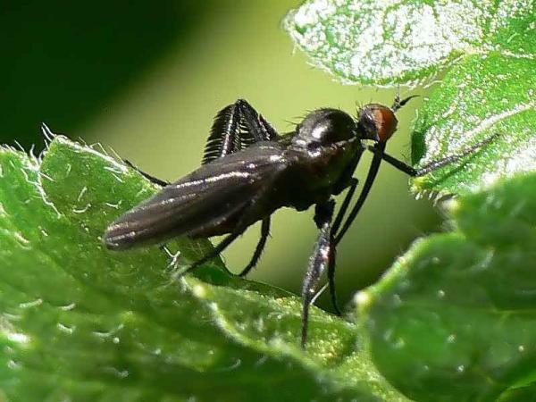 empis_pennipes_1.jpg