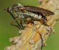 empis_polyblepharis_opaca_cf_female_t1.jpg