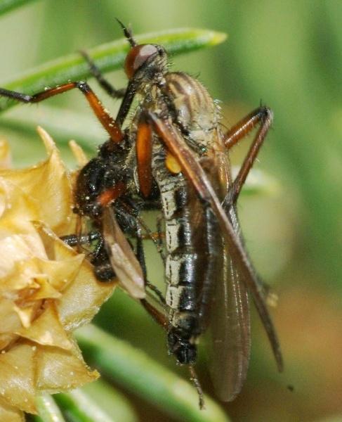 empis_polyblepharis_opaca_cf_male.jpg