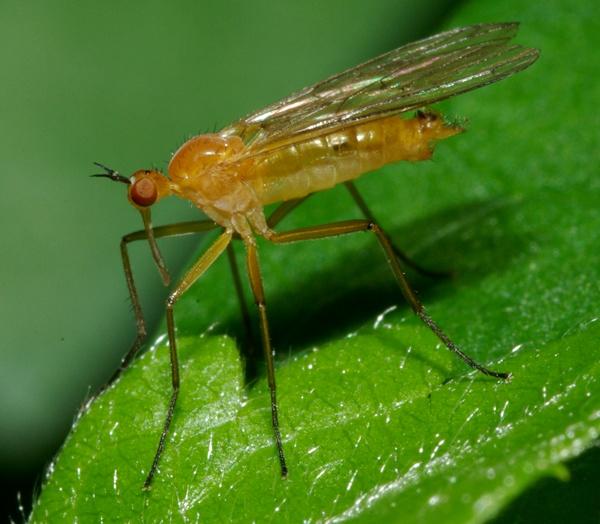 empis_xanthempis_lutea_male1.jpg