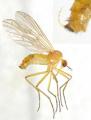 empis_xanthempis_lutea_male2_t1.jpg