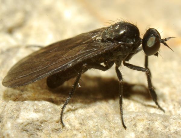 hilara_cornicula_male_1.jpg