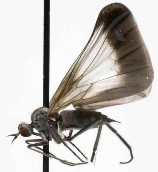 rhamphomyia_marginata_jf09-0381.jpg