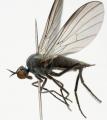 rhamphomyia_pilifer_jf09-0842_t1.jpg