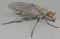 rhamphomyia_pilifer_t1.jpg