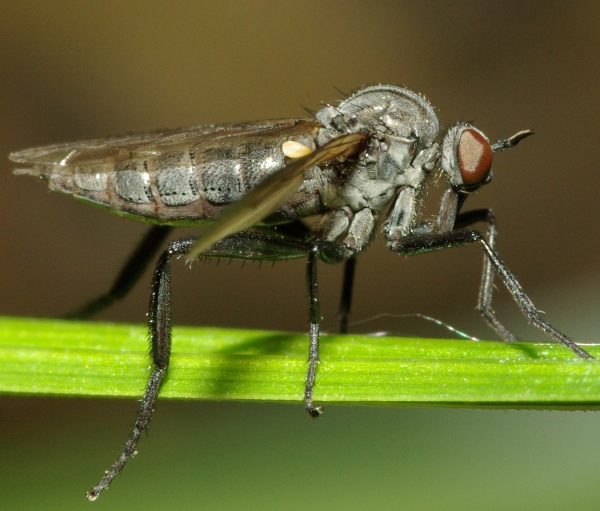 rhamphomyia_rhamphomyia_sulcatella_female_a2062_pd4568.jpg