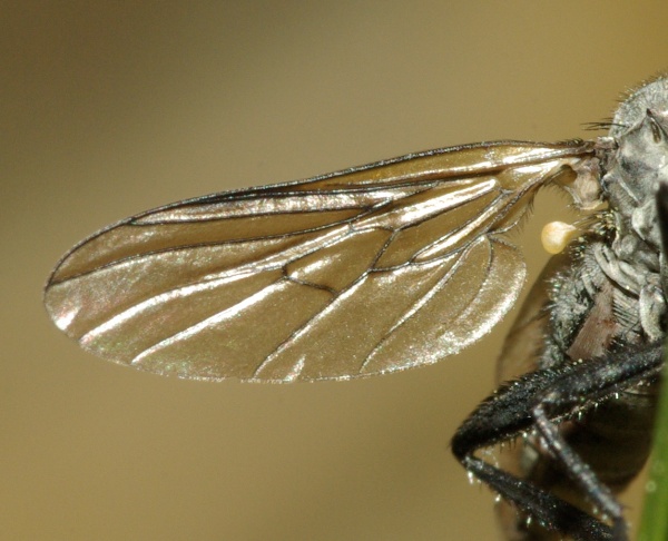 rhamphomyia_rhamphomyia_sulcatella_female_a2062_pd4570.jpg