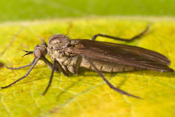 rhamphomyia_spinipes_1_1.jpg