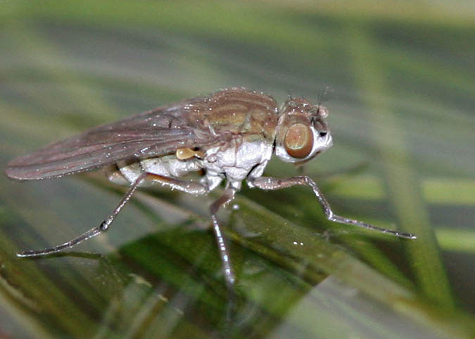 Ephydridae: Brachydeutera ibari (2)