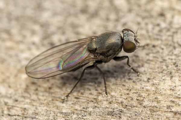 Click to view full image 25052407168.jpg