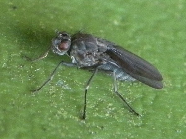 ephydridae1411.jpg