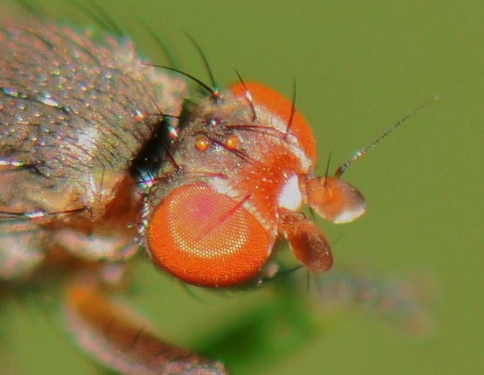 Heleomyzidae: Neoleria inscripta (female) (2)