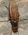 scoliocentravillosa_heleomyzidae20091215_125_t1.jpg