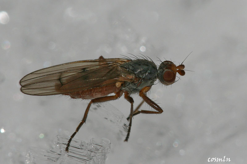 Heleomyzidae: Scoliocentra (Leriola) nigrinervis (female) (2)