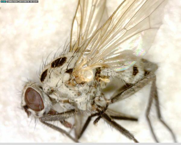 anthomyia-plurinotata-3.jpg