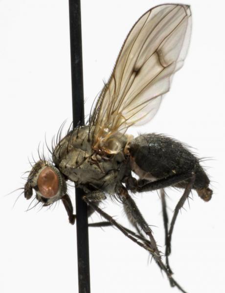 anthomyia_liturata_jf08-2545.jpg