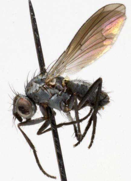 anthomyia_monilis_jf09-0787.jpg