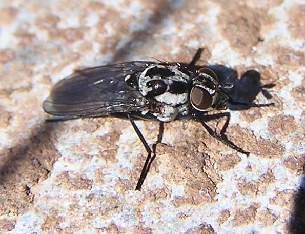 anthomyia_tf.jpg