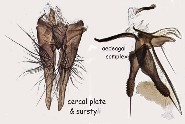 hydrophoria_ruralis_2.jpg