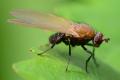 2020-04-25-lauxaniidae-minettia_loewi-germany-pinneberg-osc6640_t1.jpg