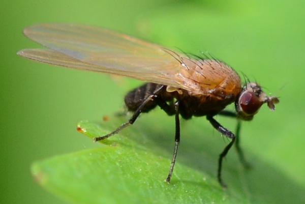 2020-04-25-lauxaniidae-minettia_loewi-germany-pinneberg-osc6640.jpg