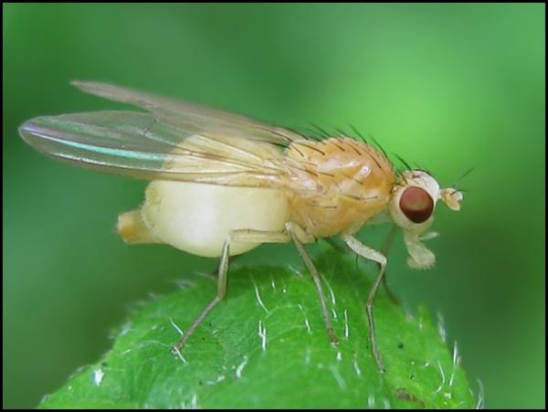 fly29-6-12d.jpg