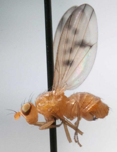 homoneura_lamellata.jpg