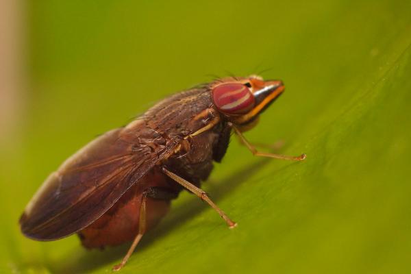 lauxaniid_cephaloconus_tenebrosus.jpg