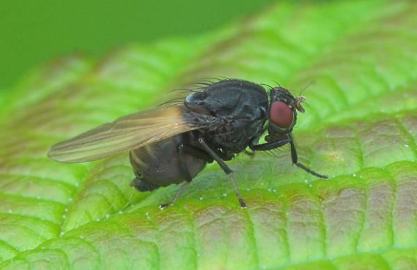 minettia_longipennis_20090612_worfolk1.jpg