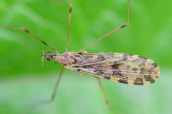 2019-05-22-limoniidae-ilisia_maculata-schenefeld-spielplatz-lsc2993.jpg