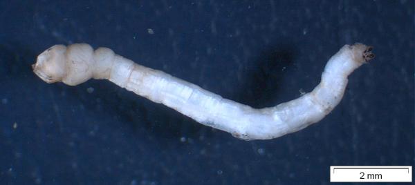 erioconopa_trivialis_larva_habitus_kranendijk_350357_22april2008.jpg