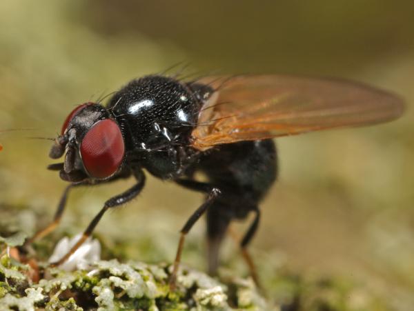 2008-09-18_0005-lonchaeapalpata.jpg