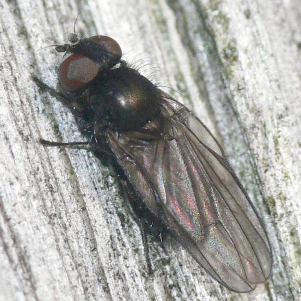 earomyia_lonchaeoides_4.jpg