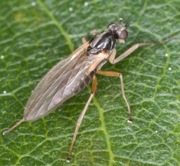 lonchoptera_lutea_hembra_garnatilla82.jpg