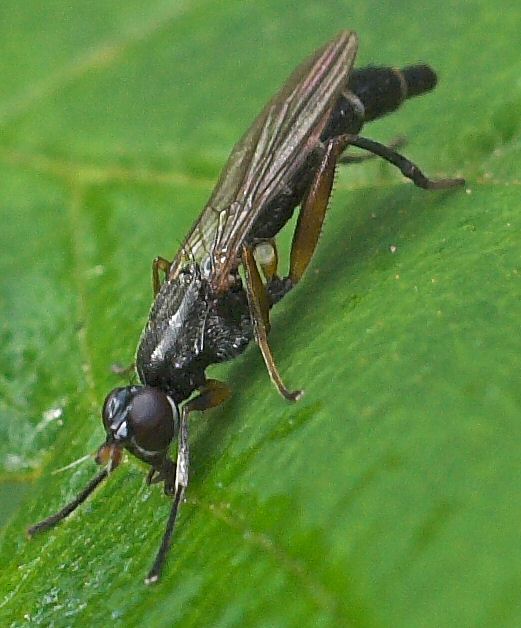 Megamerinidae: Megamerina dolium (female) (3)