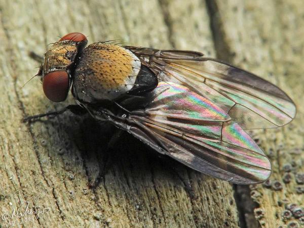 milichia_canariensis_female_1-2.jpg