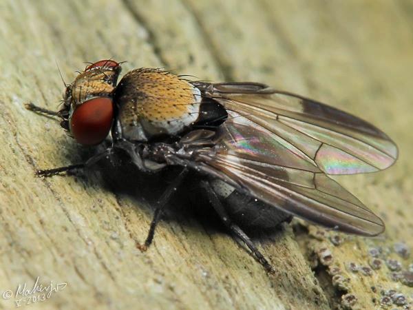 milichia_canariensis_female_2-2.jpg