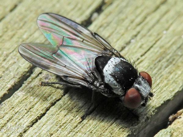 milichia_canariensis_male_1-2.jpg