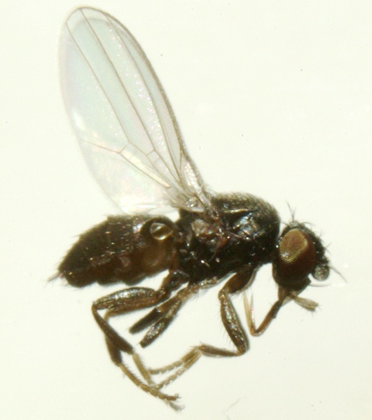 neophyllomyza_acyglossa_2.jpg