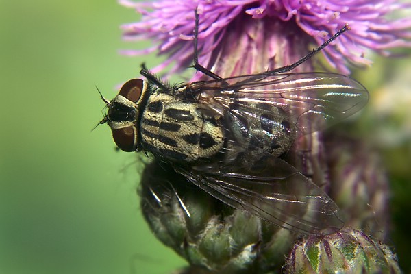 1356-1274-dip-muscidae-graphomya-maculata-female-tassenbach-020903.jpg