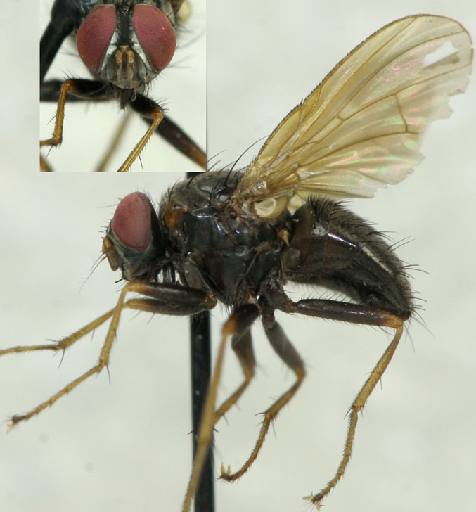 Muscidae: Dichaetomyia doubleti (male) (1)