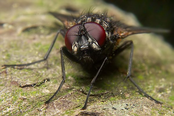 1941-1943-dip-muscidae-mydaea-ancilla-male-hemmerich-180506.jpg